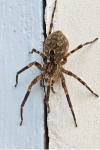 Zoropsis spinimana