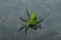 Micrommata ligurina