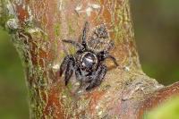 Carrhotus xanthogramma