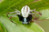Misumena vatia