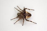 Gibbaranea bituberculata