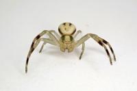 Misumena vatia