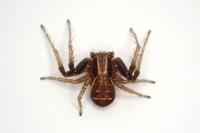 Xysticus ulmi