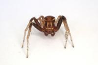 Xysticus ulmi