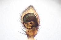 Xysticus ulmi