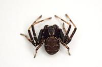 Xysticus kempeleni