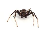 Xysticus kempeleni