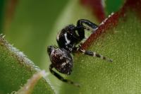 Pseudeuophrys erratica