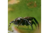 Pseudeuophrys erratica