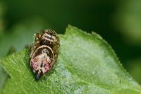 Heliophanus tribulosus