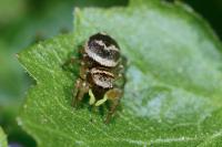 Heliophanus tribulosus