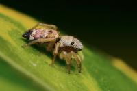 Heliophanus tribulosus