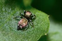 Heliophanus kochii