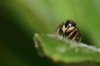 Heliophanus cupreus