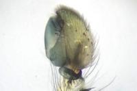 Anyphaena accentuata