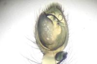 Anyphaena accentuata