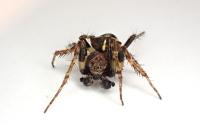Gibbaranea bituberculata