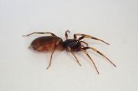 Harpactea hombergi