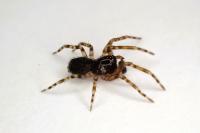 Lathys humilis