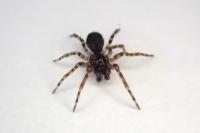 Lathys humilis