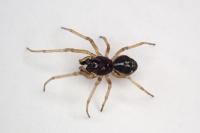 Pachygnatha degeeri