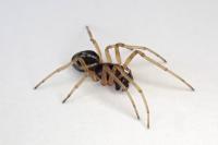 Pachygnatha degeeri