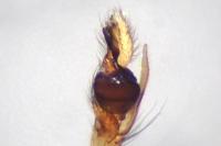 Pachygnatha degeeri