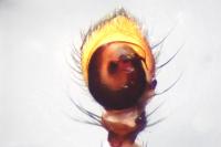 Xysticus acerbus