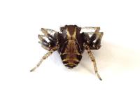 Xysticus cristatus