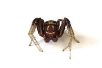 Xysticus cristatus