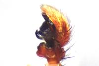 Xysticus cristatus