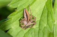 Pisaura mirabilis