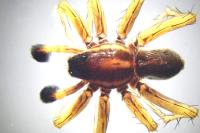Pardosa nigriceps