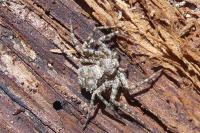 Philodromus