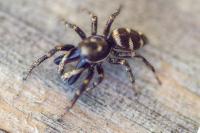 Salticus scenicus