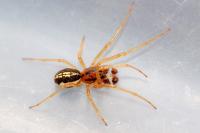 Pachygnatha