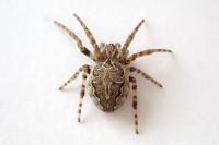 Larinioides sclopetarius