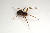 Tenuiphantes tenuis