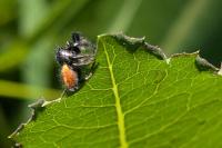 Carrhotus xanthogramma