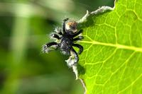 Carrhotus xanthogramma