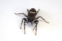 Heliophanus kochii