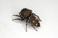 Heliophanus kochii