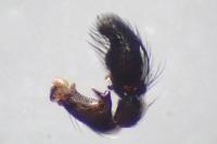 Heliophanus kochii