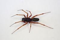 Neriene clathrata