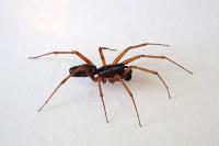 Neriene clathrata