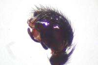 Neriene clathrata
