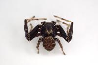 Xysticus kempeleni