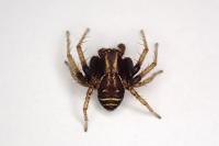Xysticus ulmi