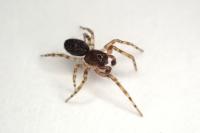 Lathys humilis