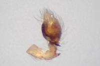 Lathys humilis